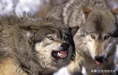 昆明狼犬凶猛吗:法国狼犬凶猛吗 世界上最可怕的四种狼犬是哪四种？有何依据？