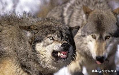 大型狗的种类和图片大全集:体型最大的猛犬可以打过非洲鬣狗吗？为什么？ 螺的种类和图片大全集