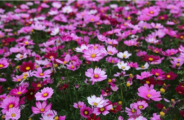 头条问答 格桑花怎么种植和养护 41个回答