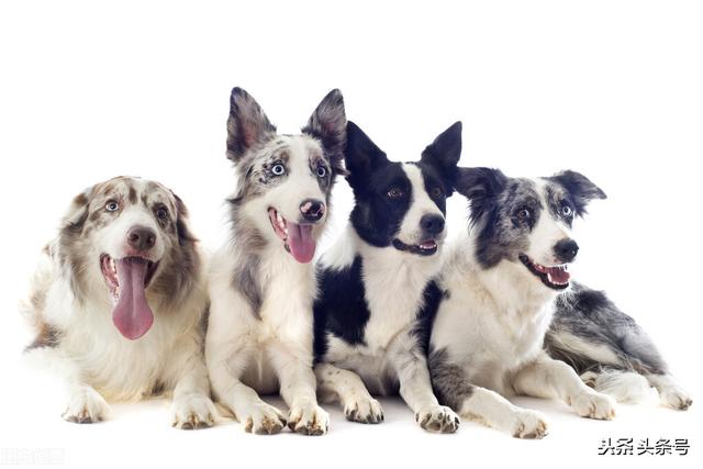 美国秋田犬性格及外型特征:母秋田犬来例假会不会造成性格反常？会这样吗？该怎么办？ 秋田犬属于牧羊犬系列吗