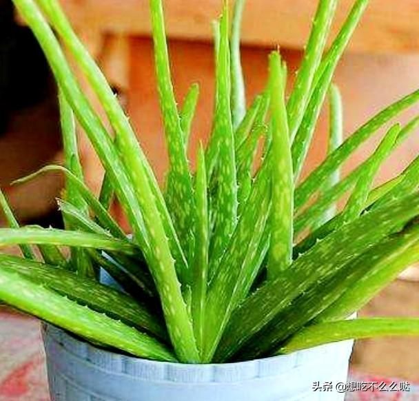 猪骨配什么东西煲汤好喝有营养？