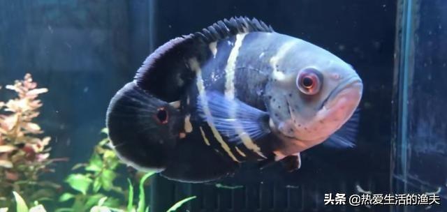 地图鱼怎么养水:求教！家里养的宠物鱼（地图鱼）长白色的霉菌了，该怎样医治？