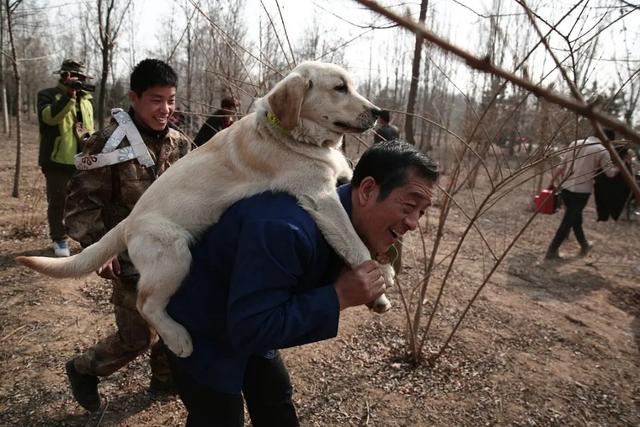 导盲犬小q国语迅雷下载:哪部电影中狗对主人的忠诚感动了你？