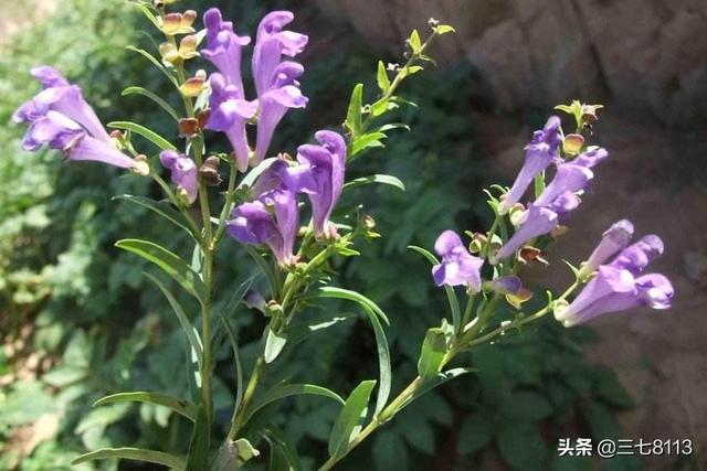 种植中药材哪些药材前景好?种黄精怎么样？