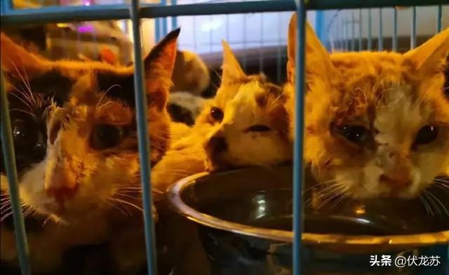 餐馆水煮活猫视频:酒店宾馆里的热水壶能用来烧水喝吗？为什么有人说千万不能碰？