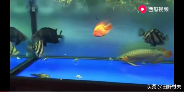 火鹤鱼虎鱼金龙鱼:80鱼缸养虎鱼和龙鱼小吗？