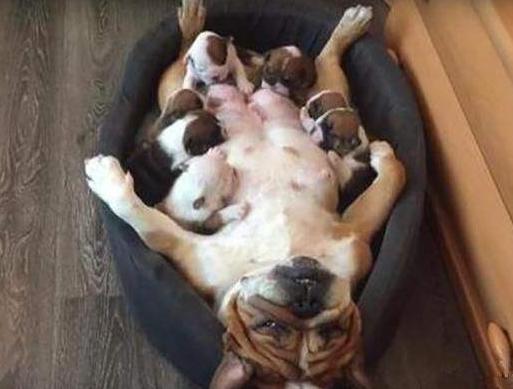 狗和狼的DNA一样吗？插图47