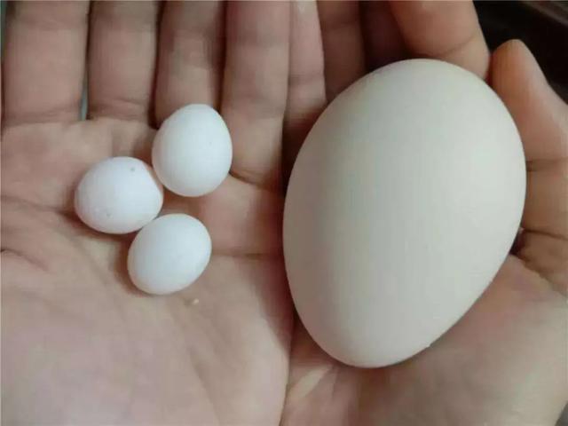 血红鹦鹉鱼生的蛋是怎样的:如何分辨鹦鹉的蛋是不是白蛋？