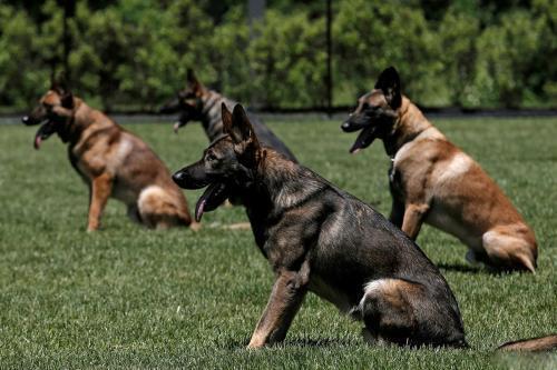 调教女犬:除了打骂外，有没有其他简单有效的办法让狗狗听话、纠正错误？