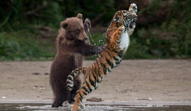 棕熊战斗力什么水平，老虎、棕熊、狮子谁的战斗力更高三者的战斗力分别是谁大于谁