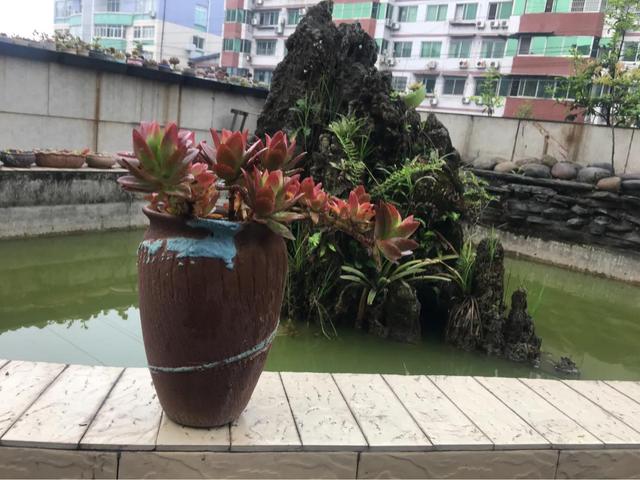 哪些多肉好养且好看,容易长成悬涯桩？