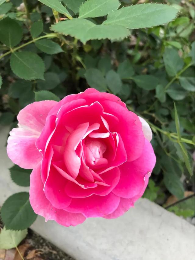 最香的几款月季品种是什么？插图19