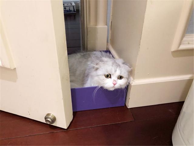 猫救小主人:猫咪新到家如何避免应激反应？ 猫救小主人电影