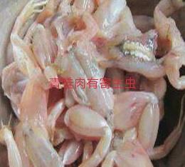 石蛙养殖视频:新型冠状病毒疫情过后还能养殖青蛙吗？