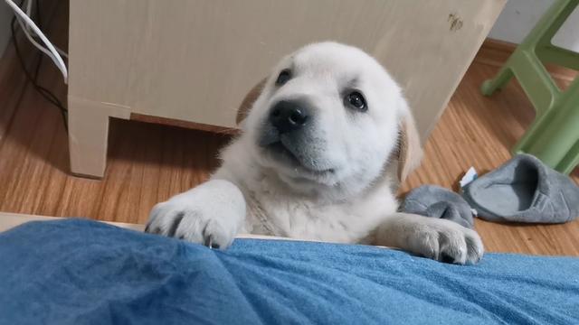 狗窝:怎样训练狗狗习惯睡狗窝？