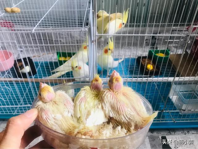 玄凤鹦鹉吧:玄凤鹦鹉用什么笼子比较好？ 玄凤鹦鹉吧唧嘴怎么回事