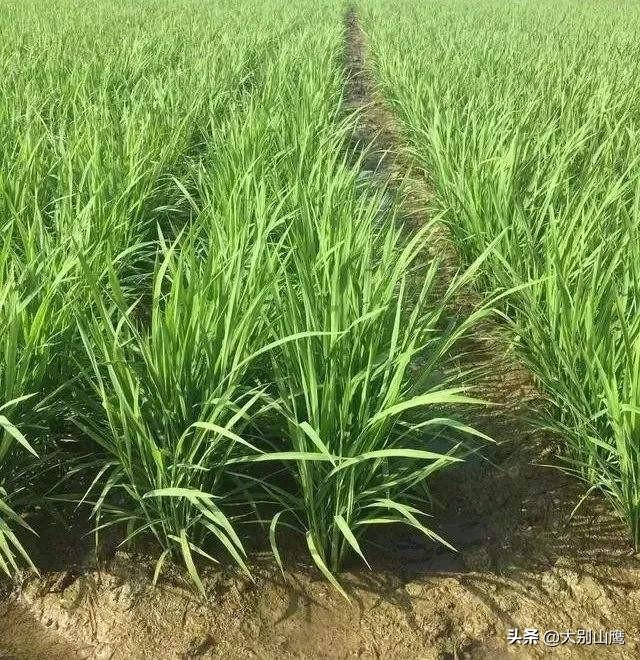 种植水稻怎么补锌，农村种植水稻，如何能让秧苗多长分蔸多出苗