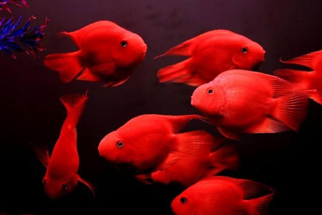 红元宝鹦鹉鱼多大起头:60的缸能养几条元宝鹦鹉？