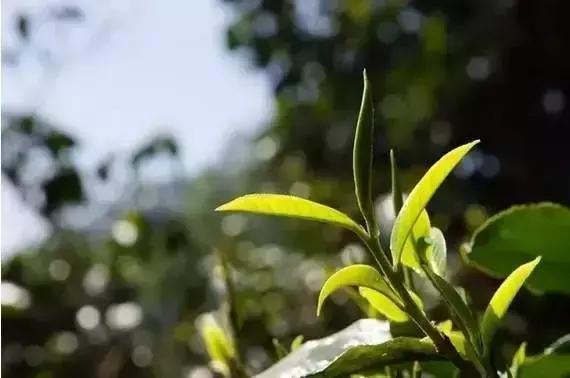 上海青蒲喝茶资源:茶叶打农药和不打农药区别