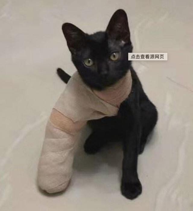 超声猫猫网:猫从五楼摔下来应该怎么办？