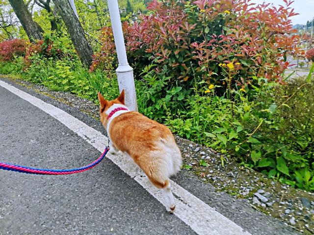 串串狗怎么样:串串狗有哪些优点是纯种犬没有的？