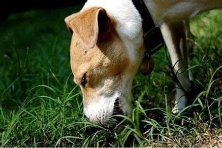 雅皮狗在线阅读:巨型泰迪多少钱一只？好养吗？