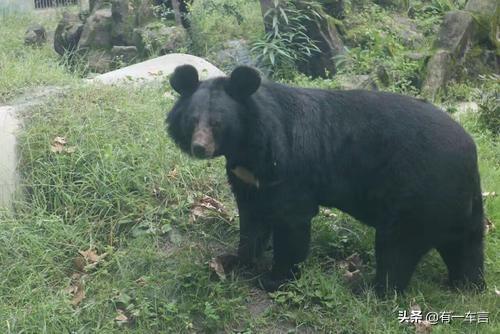 四川五十米巨蟒事件，四川省江油市3名成年人遭遇黑熊袭击不幸身亡，到底是怎么回事