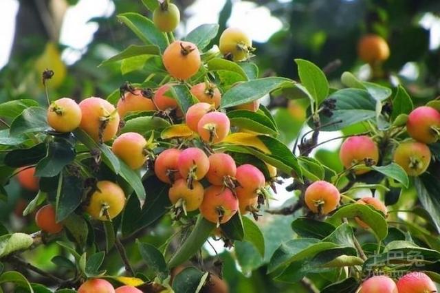 头条问答 海棠果树不嫁接会结果吗 怎么养护 10个回答