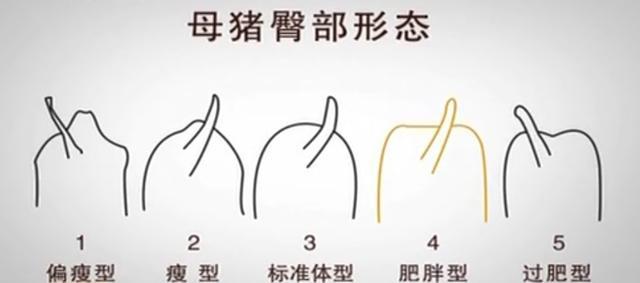 刘洋个人资料:二十头母猪生产出售仔猪算什么规模