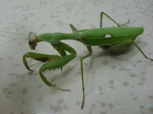 蝴蝶是益虫还是害虫:螳螂吃昆虫，是益虫，蝴蝶是害虫，那螳螂吃蝴蝶吗？