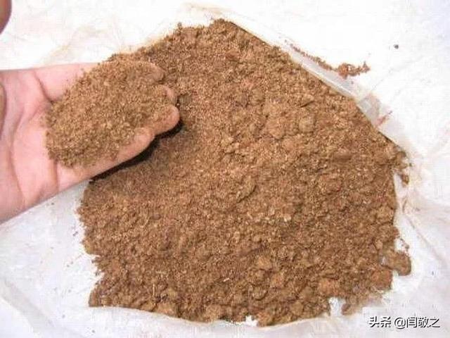 中药蝙蝠屎为何要起名为夜明砂夜明砂治眼疾可以明目有什么依据