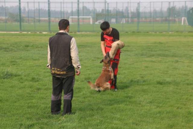 比利时马犬:为什么我的马犬感觉像二哈一样？一点也不凶，怎么训练性格？ 比利时马犬多少钱