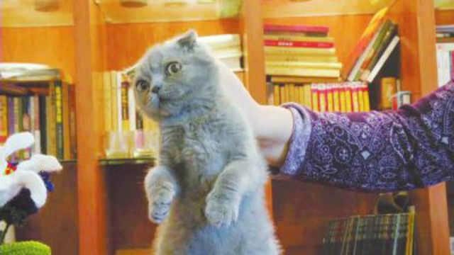 猫看见死亡的双眼剧情:猫可以预知死亡，是真的吗？