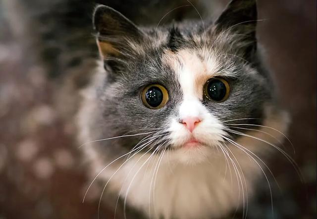 猫咪绝育:母猫做绝育，会有什么危害？ 猫咪绝育前注意事项