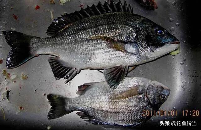 我手秃鹫的活饵:秋季野河钓鱼，用蚯蚓效果好,还是用饵料效果好？