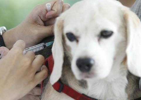 厦门狗狗哪里打疫苗:给刚买的狗狗打狂犬疫苗去哪里打呢？
