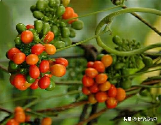 金不换植物爬藤:金不换的叶子布有许多黑点和叶子变黄应怎样处理？