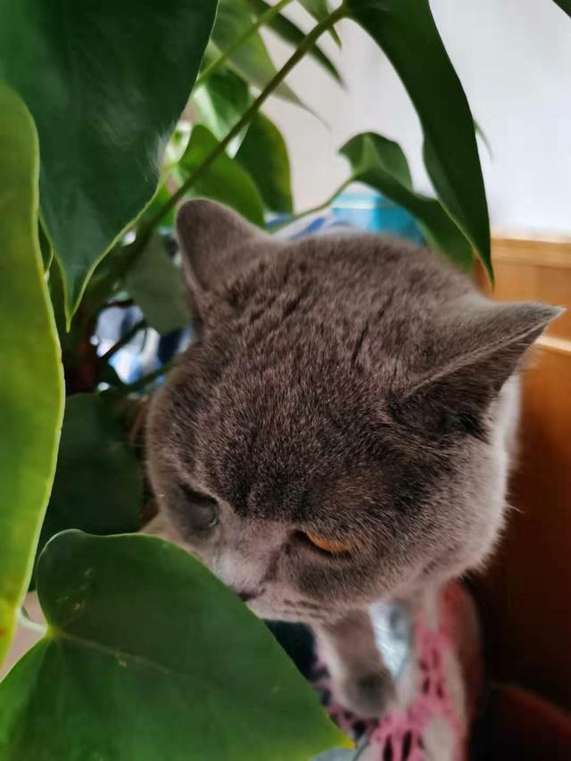 有人说一个人独居养只猫是最好的,什么猫比较好养？