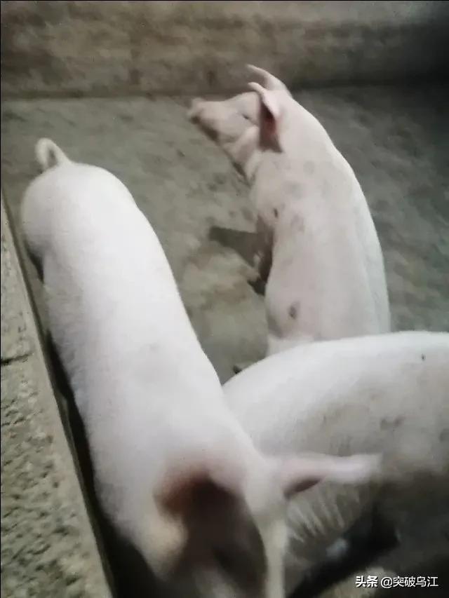 猪拉血便是什么原因:吃料正常的母猪突然呕吐，下午还拉血痢，是什么疾病？