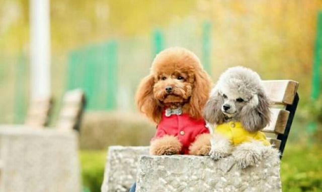 小泰迪小熊犬:泰迪犬究竟有什么优点，那么多人喜欢它？