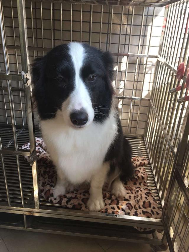 对于初学者来说边境牧羊犬好养么:从没养过狗，适合养边牧吗？