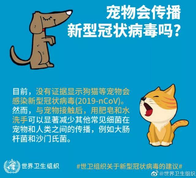 海阳宠物犬领养:流浪狗是从哪里来的？该怎么解决流浪狗没人养的问题？