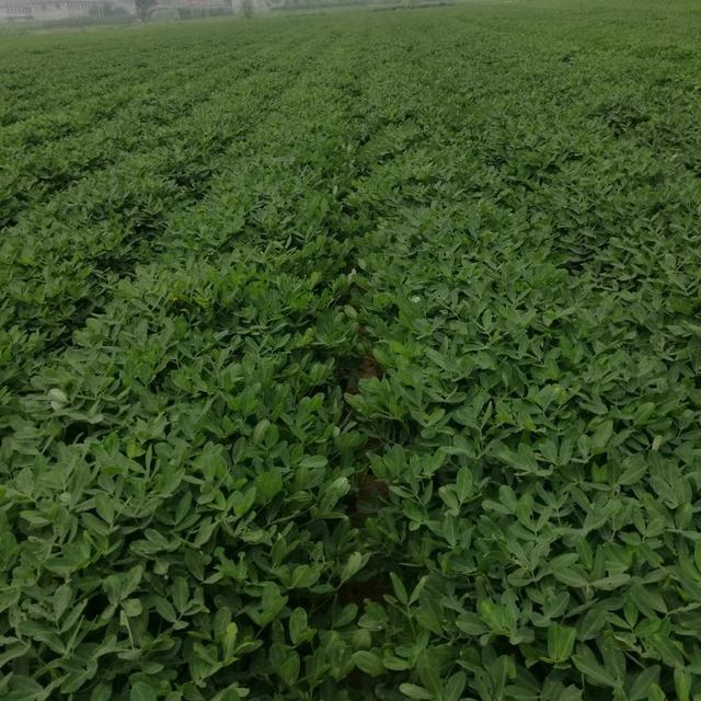 头条问答 - 鲁花9号怎么进口?种植要注意什么?(6个回答)