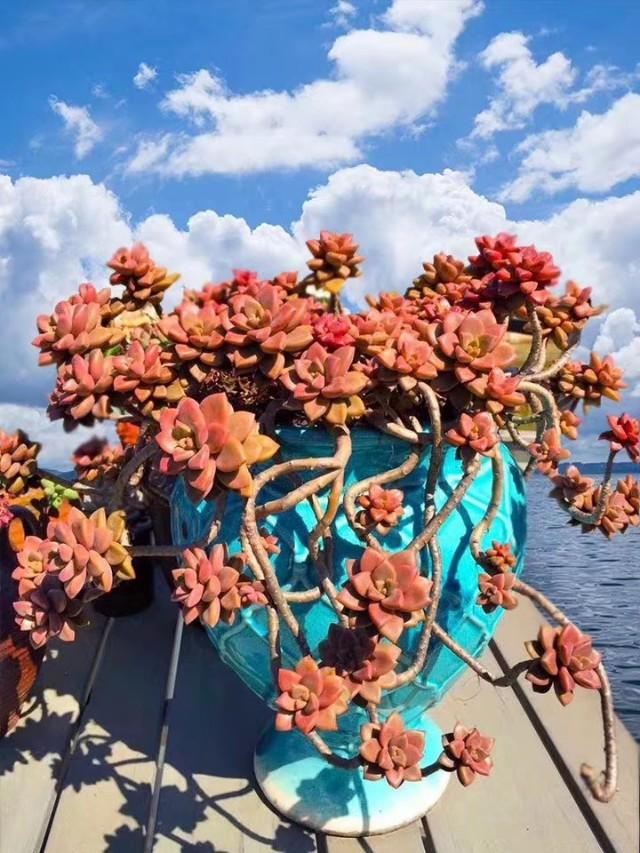 多肉景天科长生草属有哪些植物:这是什么品种的多肉植物？