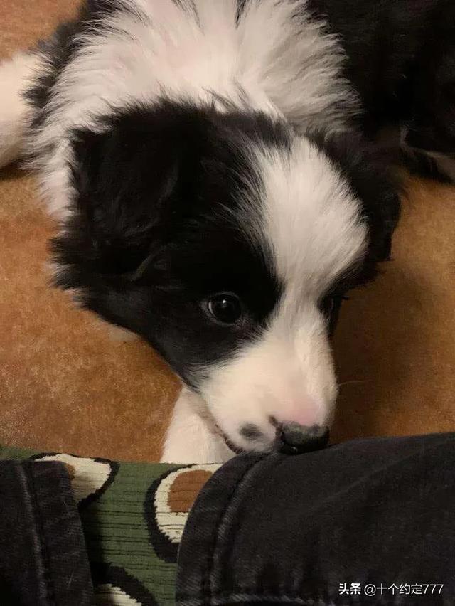 边境犬多少钱一只:想买边境牧羊犬，大概多少钱？
