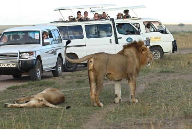 为什么有人说只有饿死的狮子而没有饿死的老虎?
