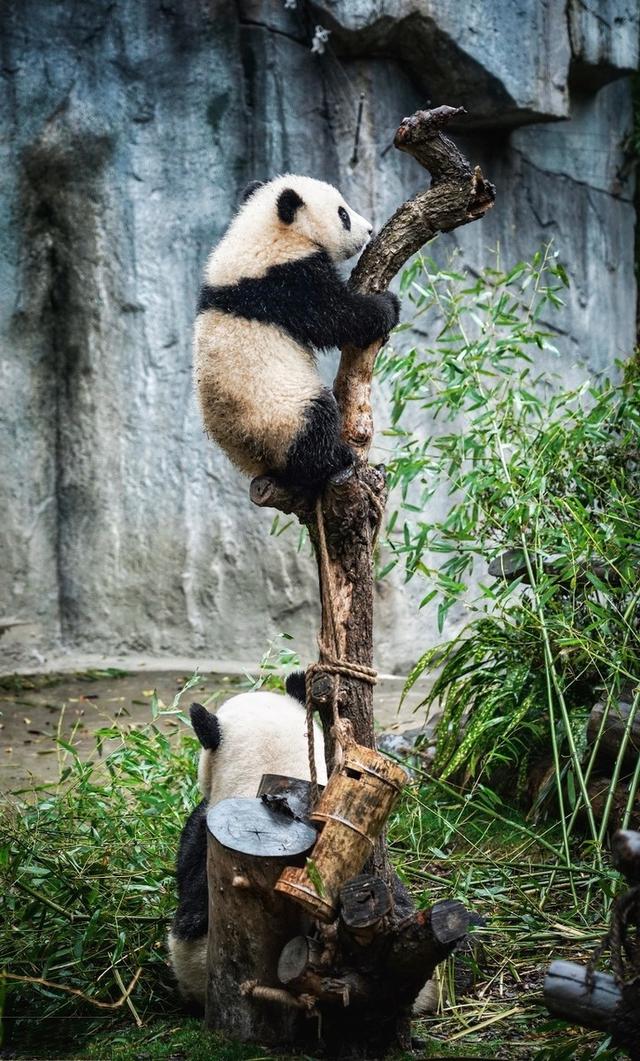 成都宠物医院排行榜这几家最受欢迎:在成都，除了熊猫基地还有哪些地方可以看见大熊猫？