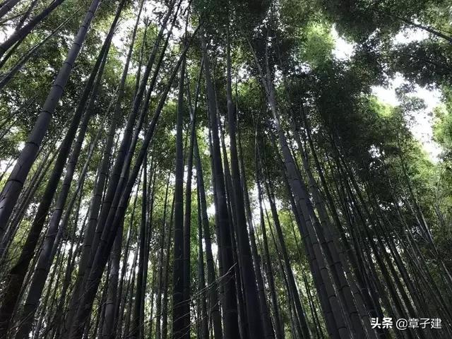 修心悟道图片大全禅意:山水画如何传神表达“佛教名山”的禅意？