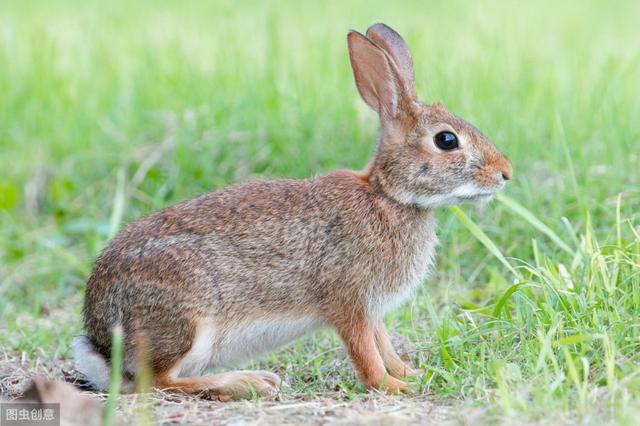 临沂哪有卖野兔子的:农村的野兔受保护以后会不会多的无法控制？