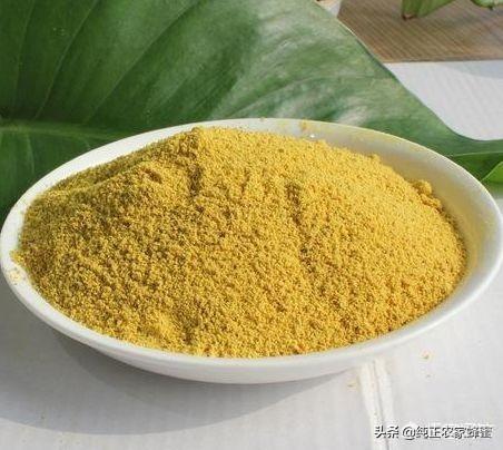 黄胸鹀吃玉米面吗:羊吃玉米面好还是玉米粒好？要注意什么？